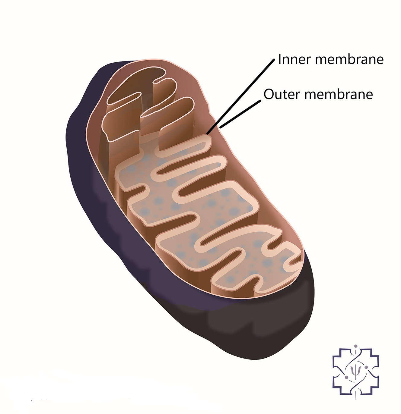 QB figure 1 Mitochondrion with labels