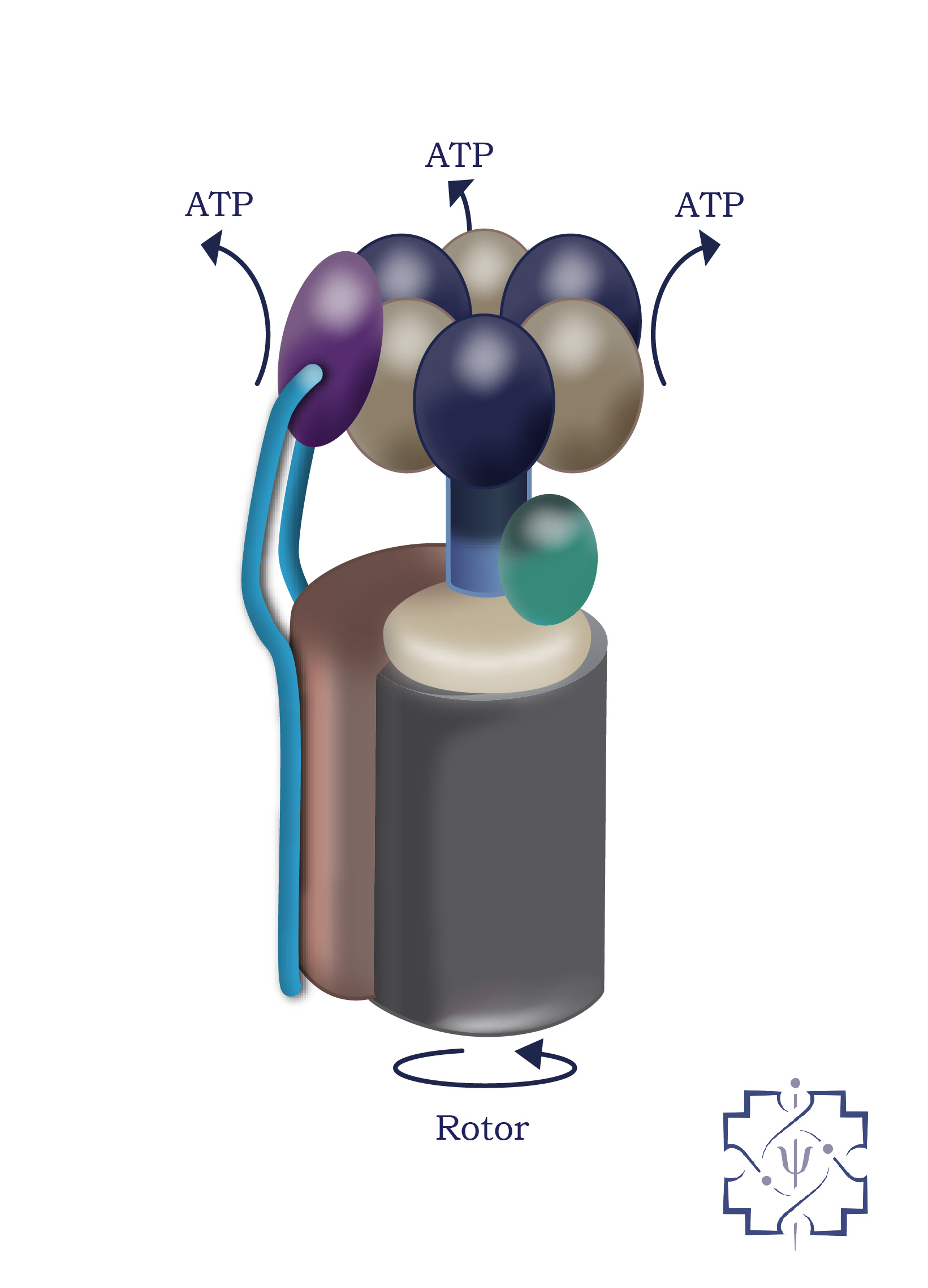 ATP