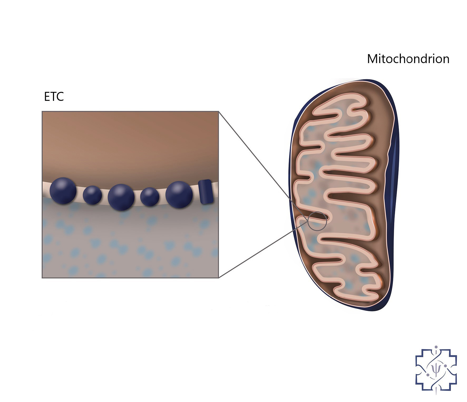 ETC inside the mitochondria